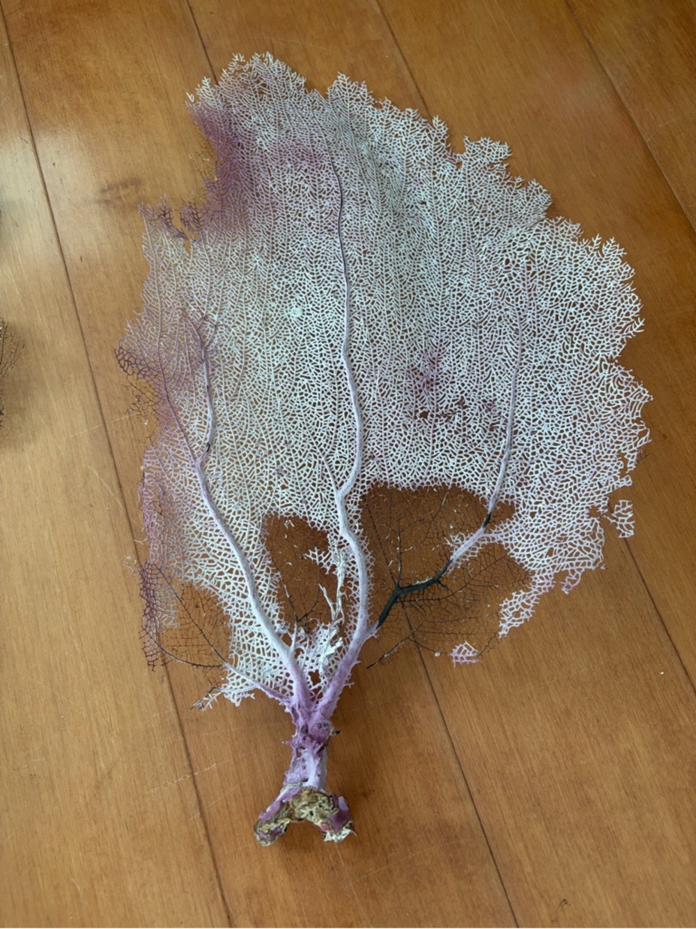 Sea fan coral, L size - Picture 5 of 7